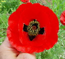گل شقایق